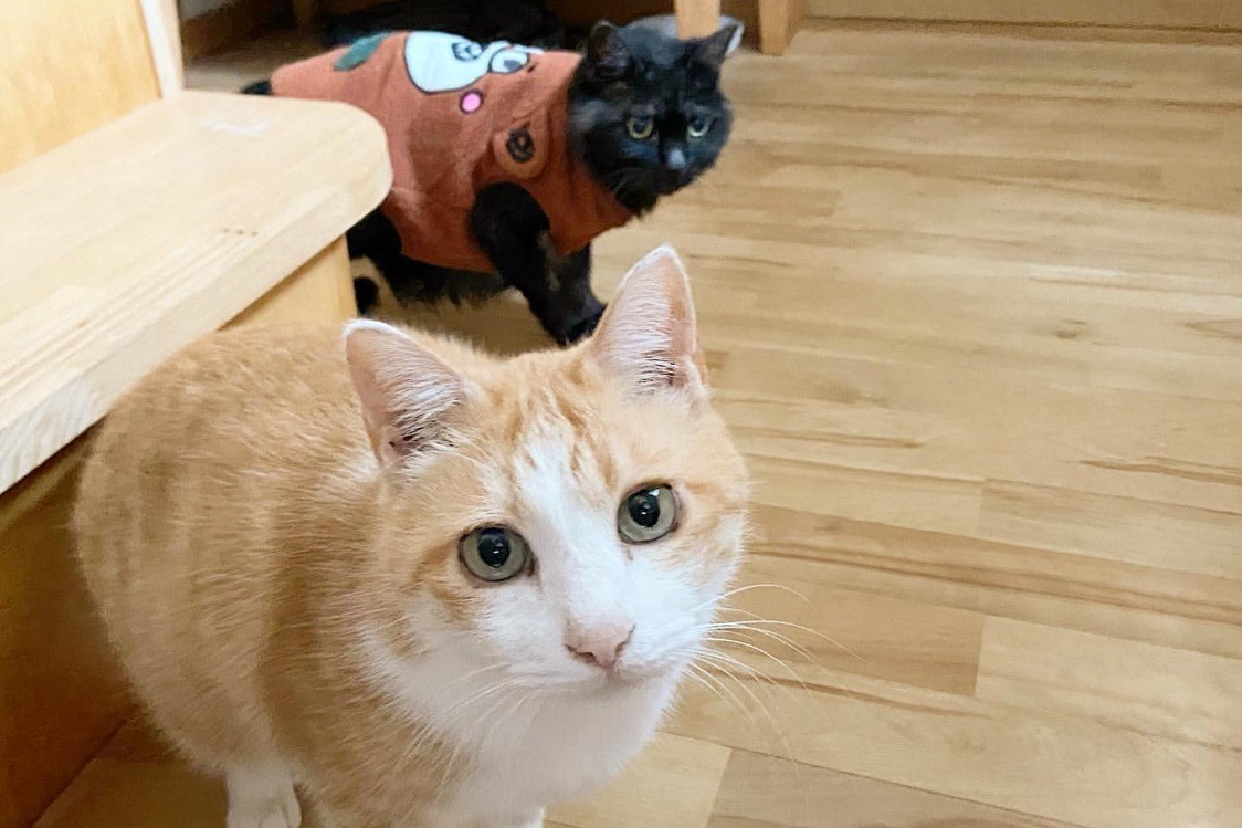 大阪から北海道に移住した夫婦が営む、動物たちとの豊かな暮らし